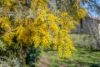 3 Delegate Street, Kaleen, ACT 2617-Image