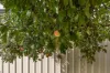 3 Halidon Street, Ingle Farm, SA 5098-Image