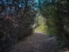 3 Kennedia Place, Swansea, Tas 7190-Image