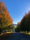 3 Laurel Lane, Emerald, Vic 3782-Image