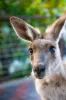 3 Mountain Ridge Crescent, Buderim, Qld 4556-Image