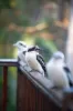 3 Mountain Ridge Crescent, Buderim, Qld 4556-Image