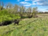 3 Pestells Lane, Young, NSW 2594-Image