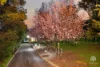 3 Rachel Court, Glen Forrest, WA 6071-Image