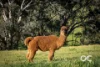 3 Walkabout Place, Orange, NSW 2800-Image