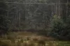 30 Coppermine Road, Frankford, Tas 7275-Image
