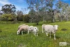 30 Kennelly Road, Eppalock, Vic 3551-Image