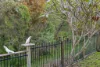 30 Keppel Way, Coomera QLD 4209-Image