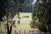 300 Old Callignee Road, Callignee, Vic 3844-Image