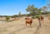 308 Thagoona Haigslea Road, Mount Marrow, Qld 4306-Image