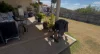 31 Burke and Wills Drive, Gracemere, Qld 4702-Image