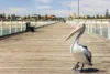 31 Coppin Street, Semaphore, SA 5019-Image