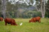 31 Mooloolah Meadows Drive, Mooloolah Valley, Qld 4553-Image