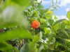 31 Station Street, Cannington WA 6107-Image