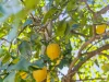 31 Sweetapple Place, Manly West, Qld 4179-Image