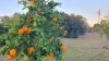 310 Lloyd Street, Chinchilla, Qld 4413-Image
