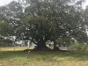 318, Dollys Flat NSW 2429-Image