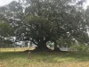 318 Dollys Flat Road, Dollys Flat, NSW 2429-Image