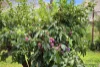 318 Rubicon Road, Rubicon, Vic 3712-Image