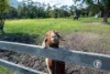 3195 Warburton Highway, Warburton, Vic 3799-Image