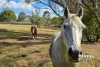 32 Griffin Road, Victory Heights, Qld 4570-Image