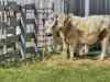 32 Pedder Street, Fingal, Tas 7214-Image