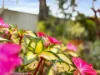 32 Ranald Avenue, Ningi, Qld 4511-Image