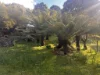 321 South Elliott Road, Elliott, Tas 7325-Image