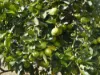 323 Coonoongibber Creek Road, Brooloo, Qld 4570-Image