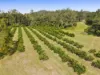 323 Coonoongibber Creek Road, Brooloo, Qld 4570-Image