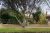 33 Gladstone Street, Coburg VIC 3058-Image