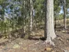 33 Long Gully Road, Summerholm, Qld 4341-Image