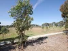 33 Murchison Street, Mansfield Park, SA 5012-Image