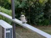 33 Towers Road, Bridgewater, SA 5155-Image