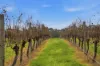 334 Osmington Road, Bramley, WA 6285-Image