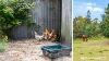 3349 Bruny Island Main Road, South Bruny, Tas 7150-Image