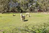 34 Brougham Street, Gordon, Vic 3345-Image