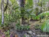 34 Chevell Place, Smiths Creek, NSW 2484-Image