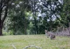 34 Evans Road, Black Mountain, Qld 4563-Image