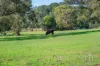 343 Myers Road, Merricks North, Vic 3926-Image