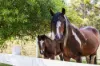 345 Woolleys Road, Lonnavale, Tas 7109-Image