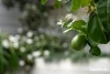 35 Brushbox Street, Bahrs Scrub, Qld 4207-Image
