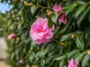 35 Douglas Street, Bicheno, Tas 7215-Image