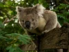 35 Houghton Crescent, Eagle Point, Vic 3878-Image