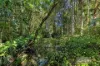35 Lake MacDonald Drive, Cooroy, Qld 4563-Image