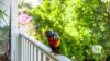 35 Nicoll Crescent, Taree, NSW 2430-Image