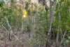 35 Parakeet Place, Howard Springs, NT 0835-Image