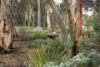 35 Roper Road, Willyaroo, SA 5255-Image