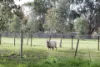 35 Roper Road, Willyaroo, SA 5255-Image