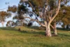 35 Toppano Street, Moncrieff, ACT 2914-Image